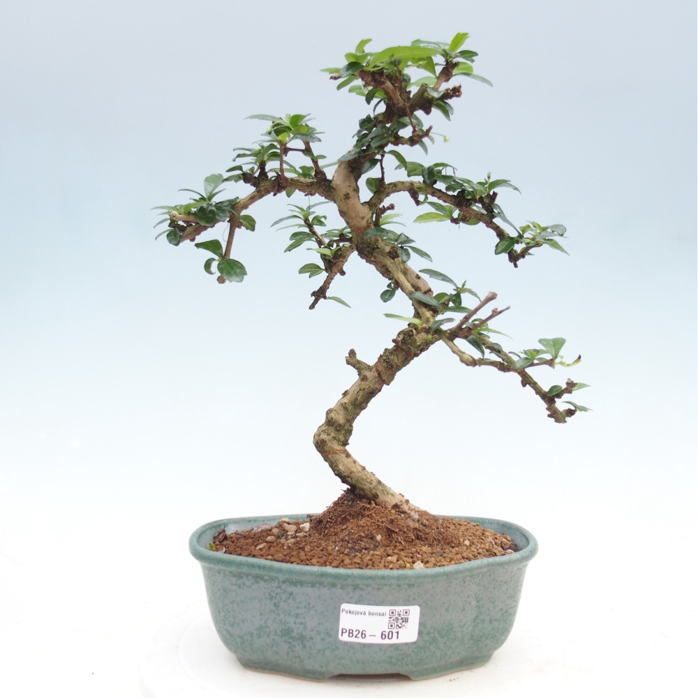Szobai bonsai - Carmona macrophylla - Tea fuki