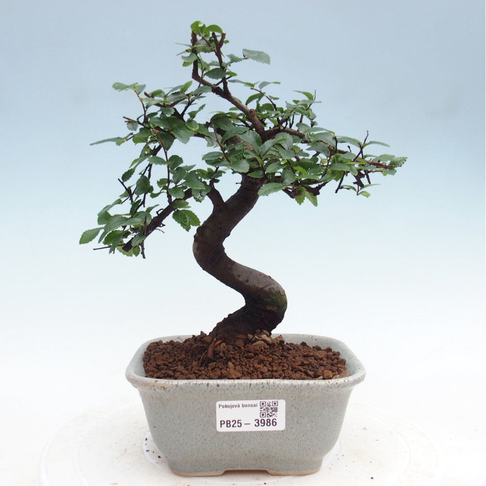 Szobai bonsai - Ulmus parvifolia - Kislevelű szilfa