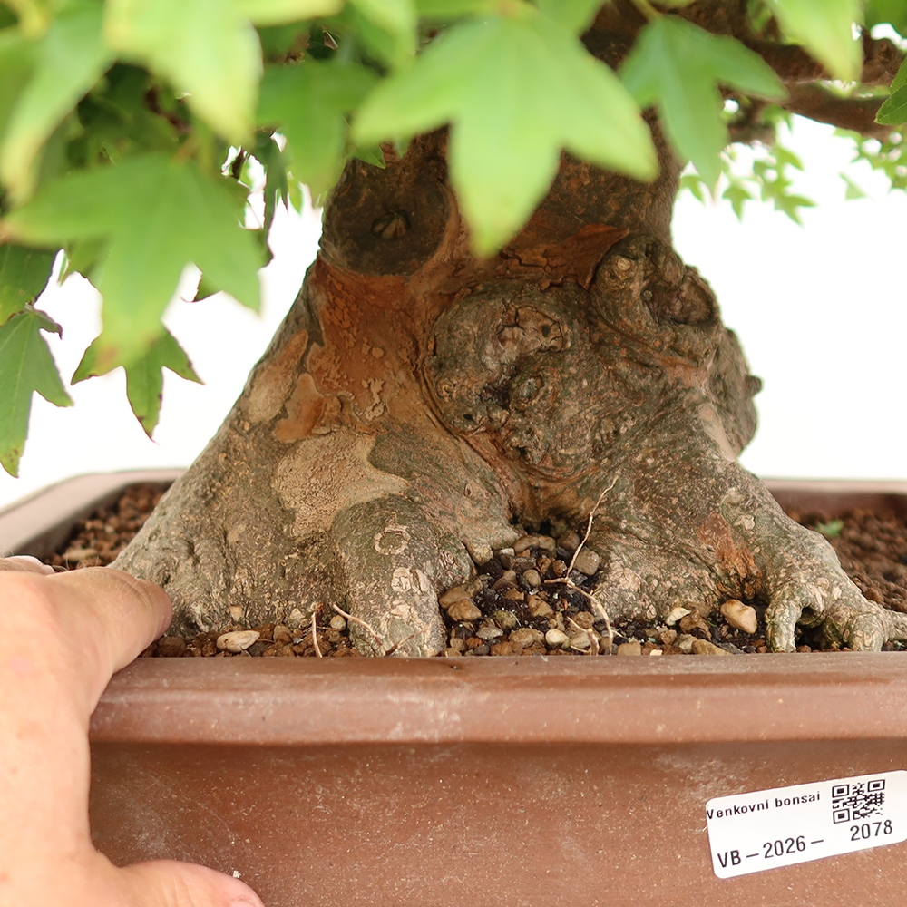 Kültéri bonsai - Juhar Burger - Acer Burgerianum