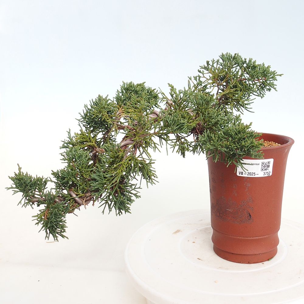 Kültéri bonsai - Juniperus chinensis Kishu