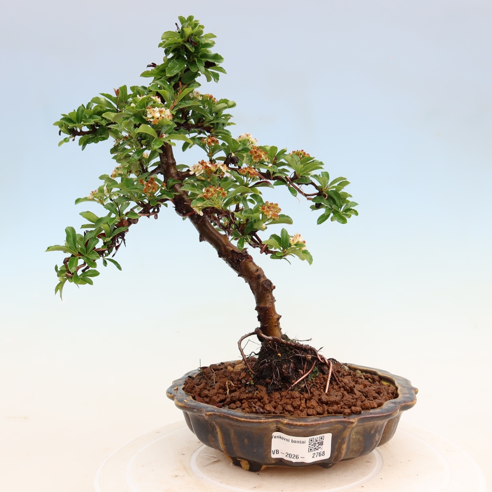 Kültéri bonsai – Pyracantha teton – Vörös tűszem