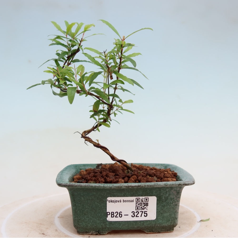 Szobai bonsai-PUNICA granatum nana-gránátalma