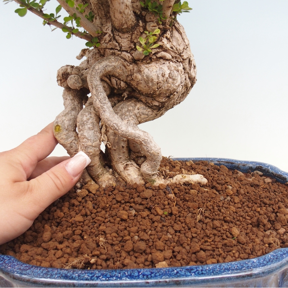 Kültéri bonsai - Berberis coreana