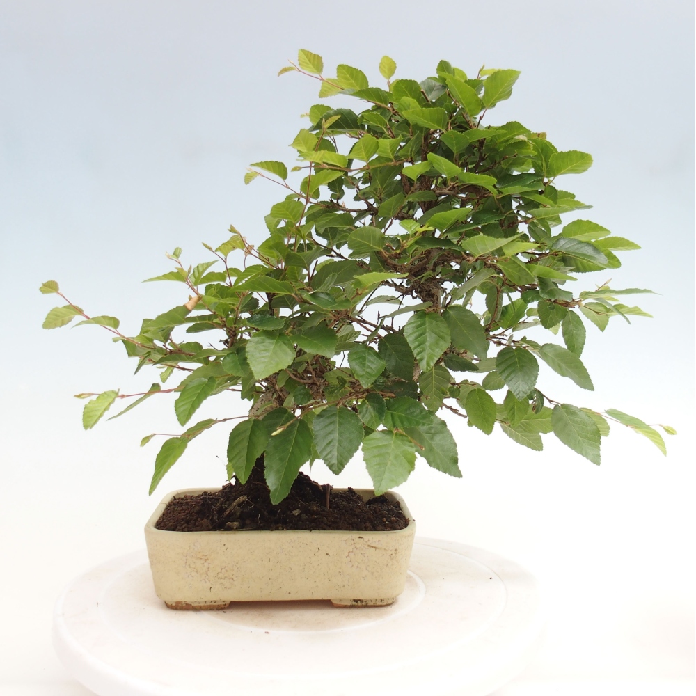 Kültéri bonsai -Carpinus CARPINOIDES - Koreai gyertyánfa