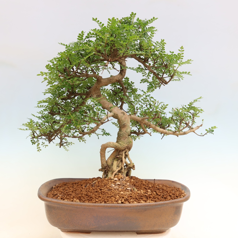 Szobai bonsai - Zantoxylum piperitum - borsfa