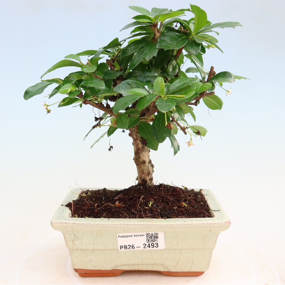 Szobai bonsai - Carmona macrophylla - Tea fuki