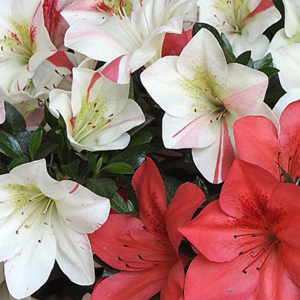 Kültéri bonsai - Japán azálea - Azalea Saishun