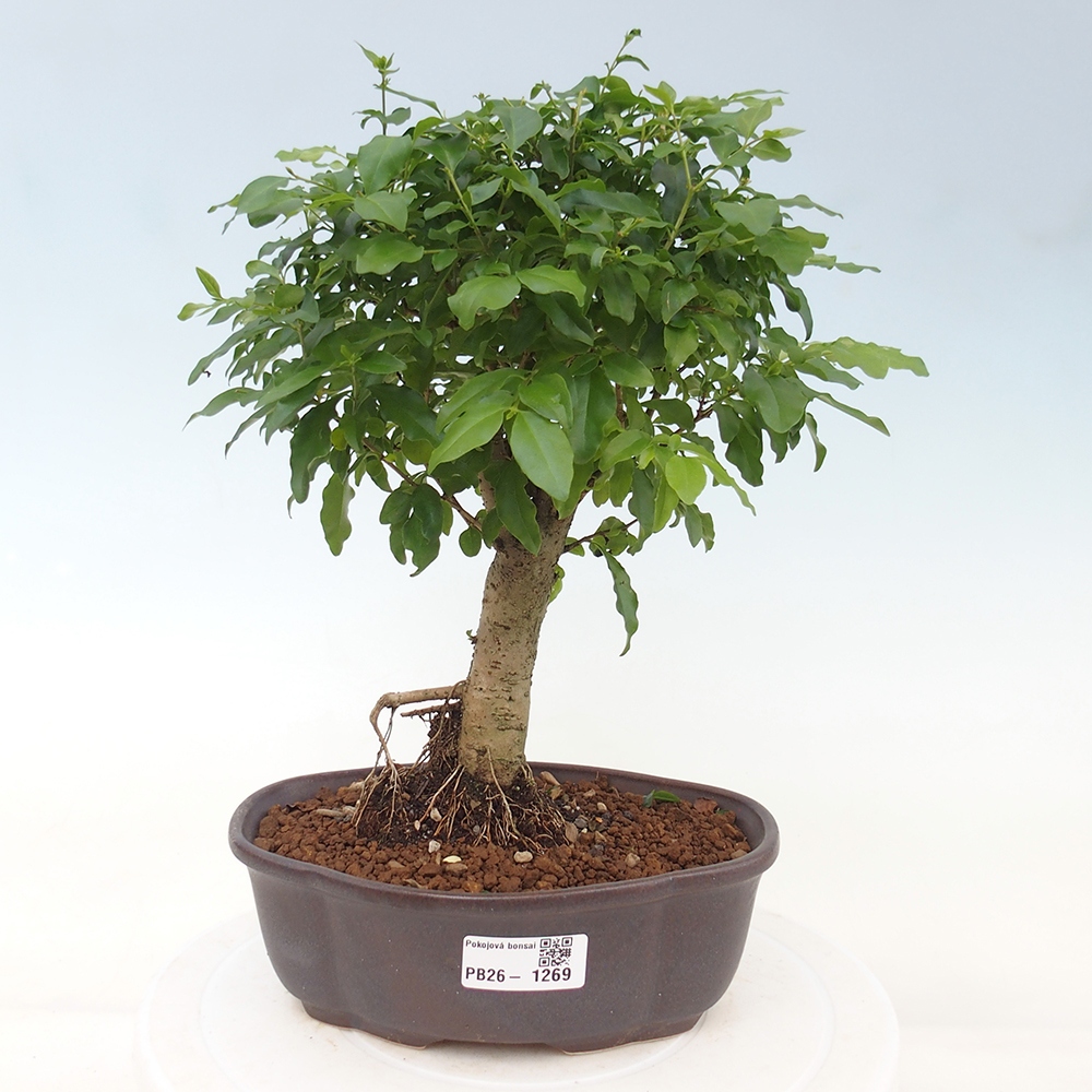 Szobai bonsai -Ligustrum chinensis - Madárcsőr