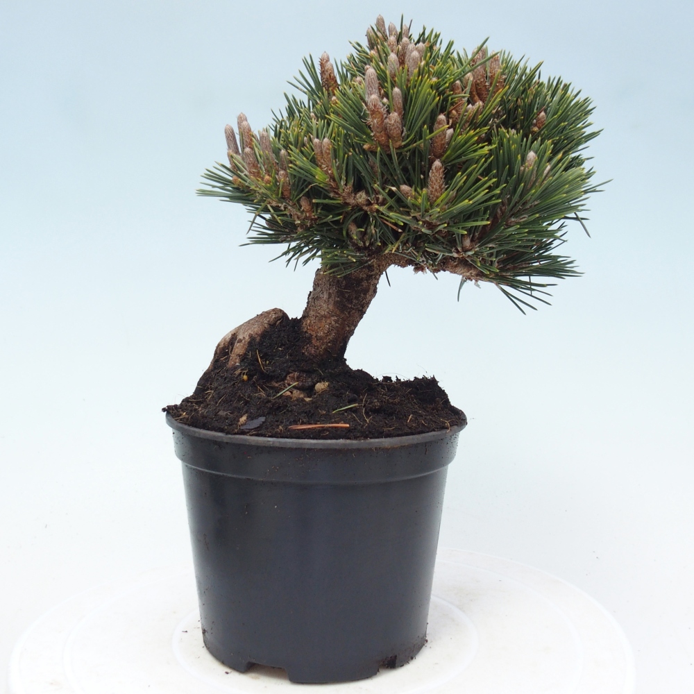 Kültéri bonsai - Pinus thunbergii senjyumaru - Thunberg fenyő