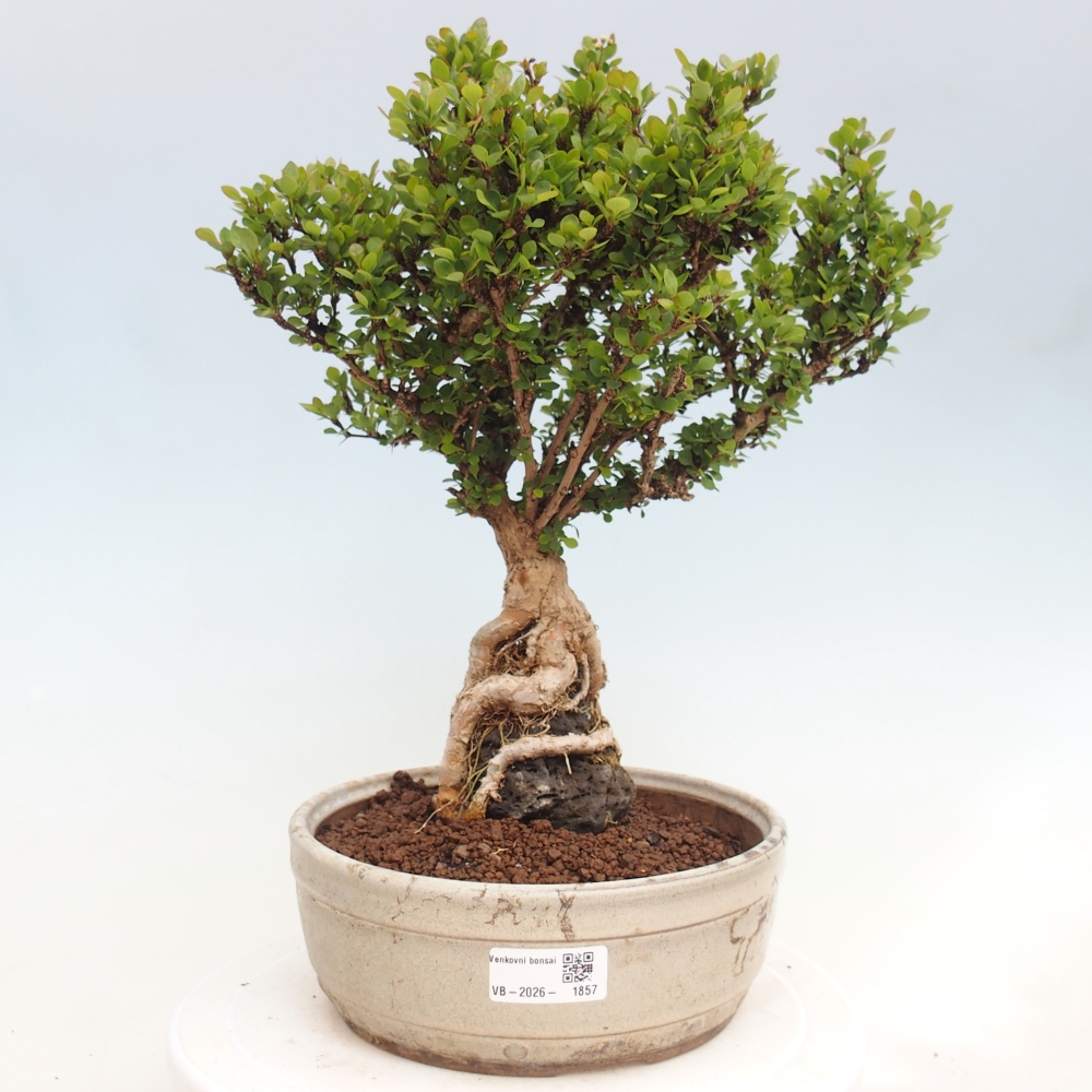 Kültéri bonsai - Berberis coreana