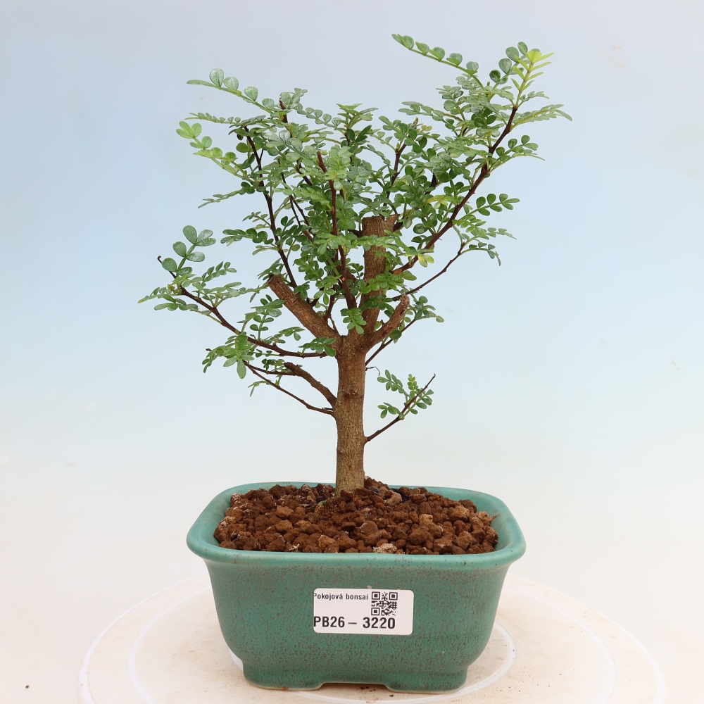 Szobai bonsai - Zantoxylum piperitum - borsfa