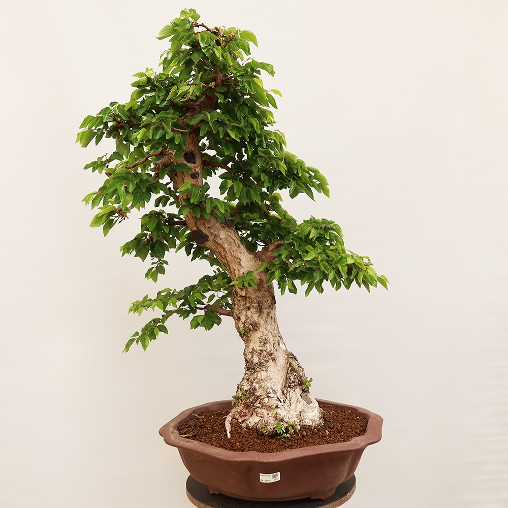 Kültéri bonsai -Carpinus Coreana - Koreai gyertyánfa