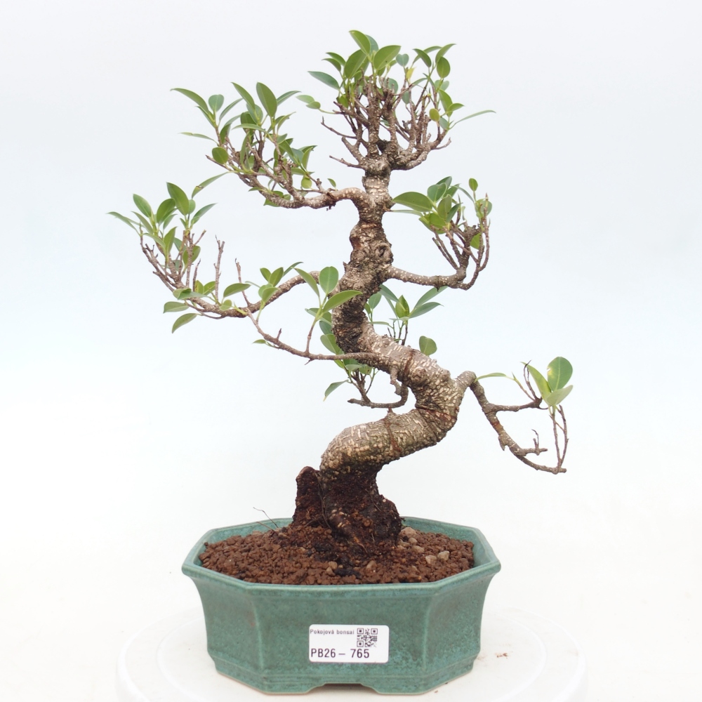 Szobai bonsai - Ficus retusa - kislevelű fikusz