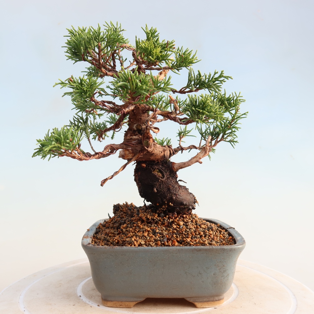 Kültéri bonsai - Juniperus chinensis Itoigawa