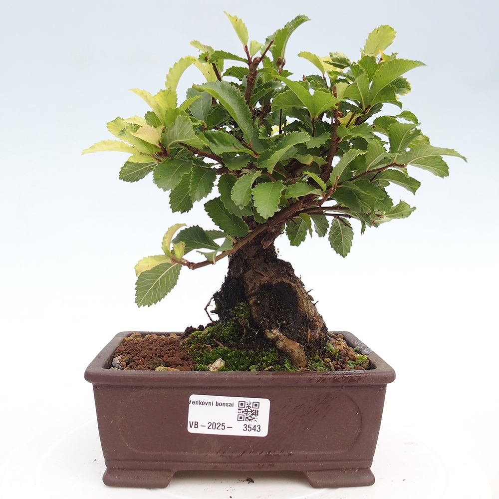Kültéri bonsai - Zelkova - Zelkova NIRE