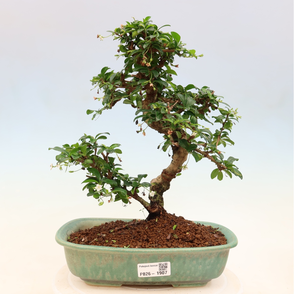 Szobai bonsai - Carmona macrophylla - Tea fuki