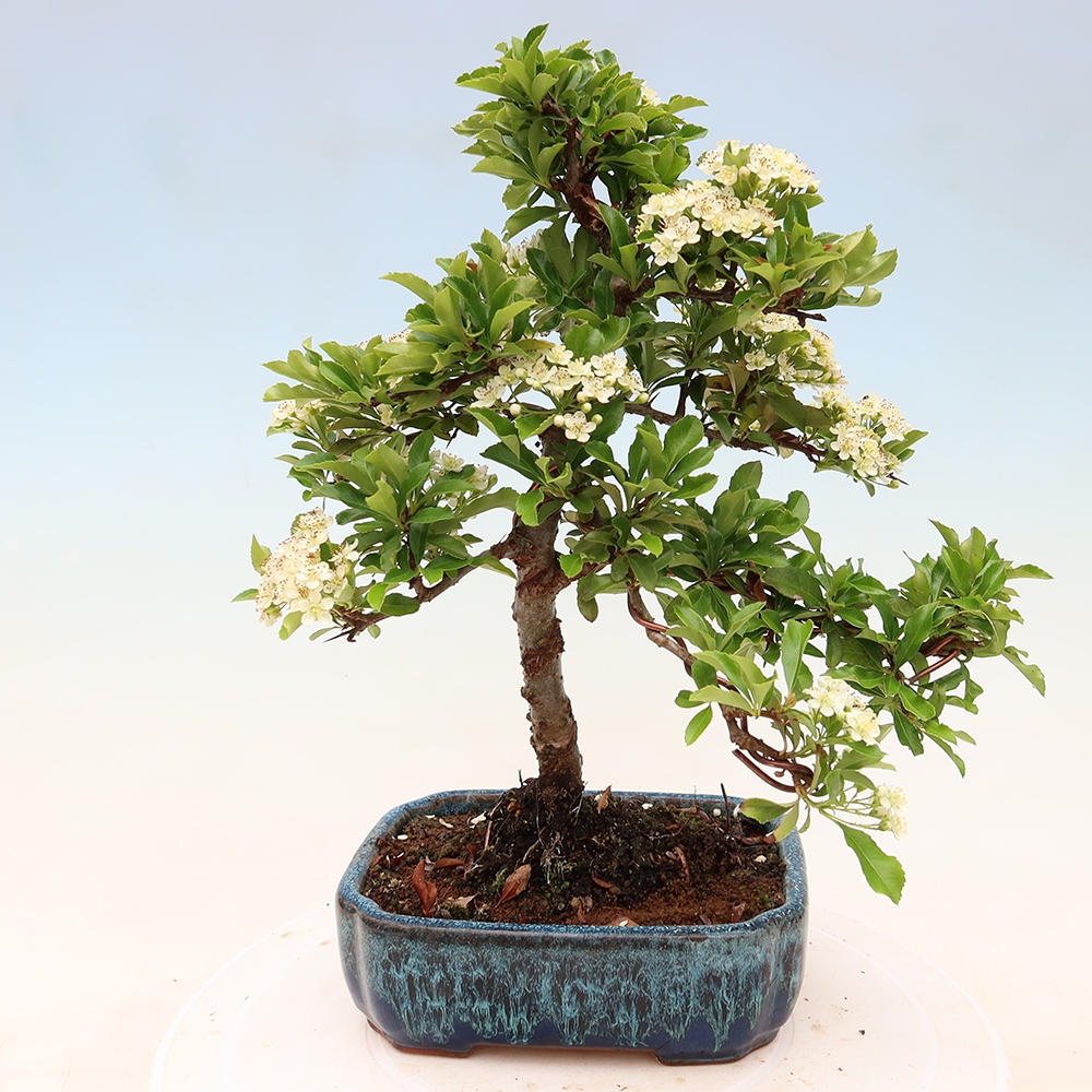 Kültéri bonsai – Pyracantha teton – Skarlátvörös tűzcserje