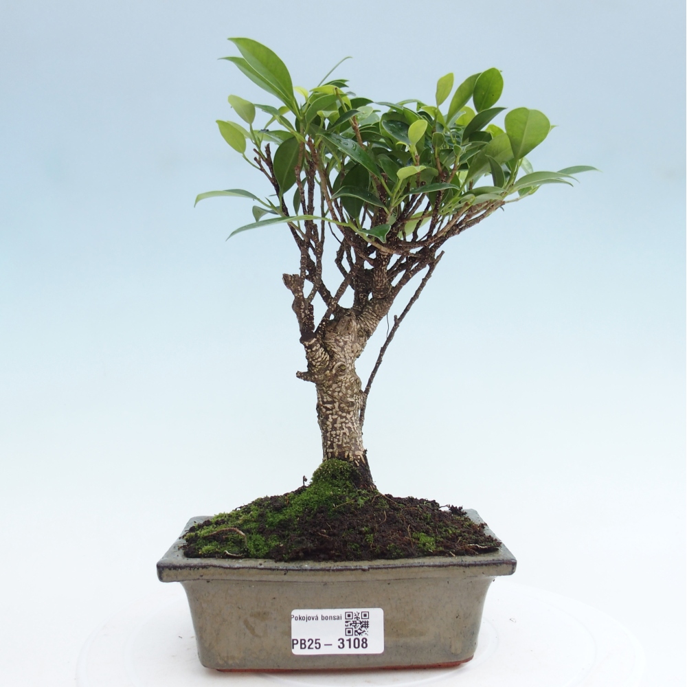 Szobai bonsai - Ficus retusa - kislevelű fikusz