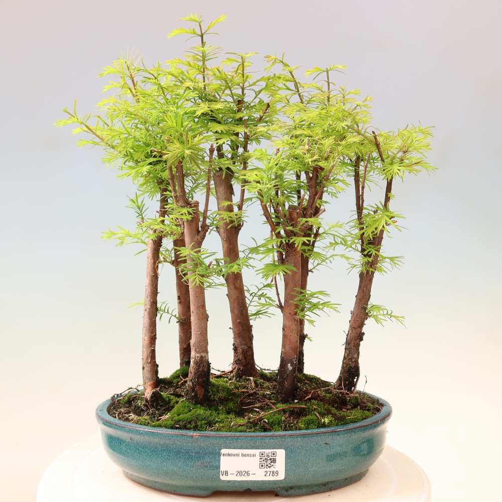 Kültéri bonsai – Metasequoia glyptostroboides – kínai metasequoia – kis erdő