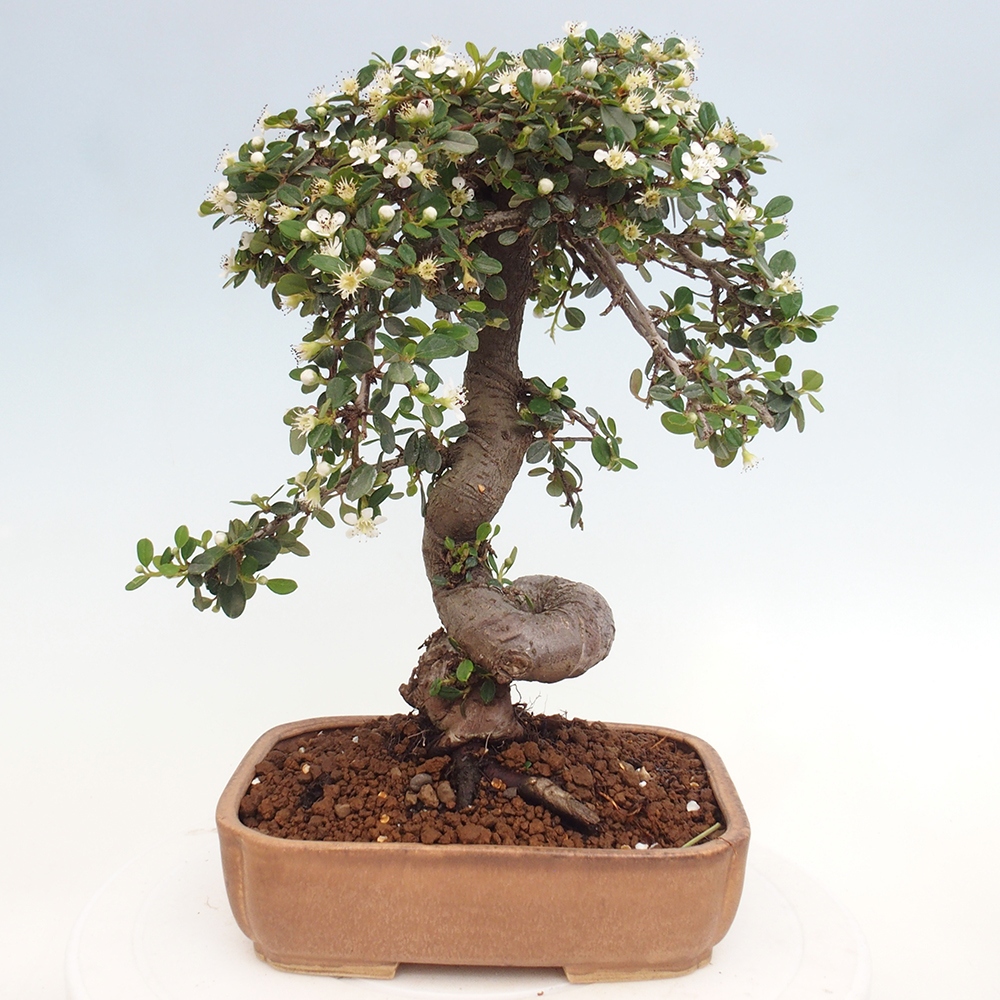 Kültéri bonsai-Cotoneaster dammeri - Damer's Rock