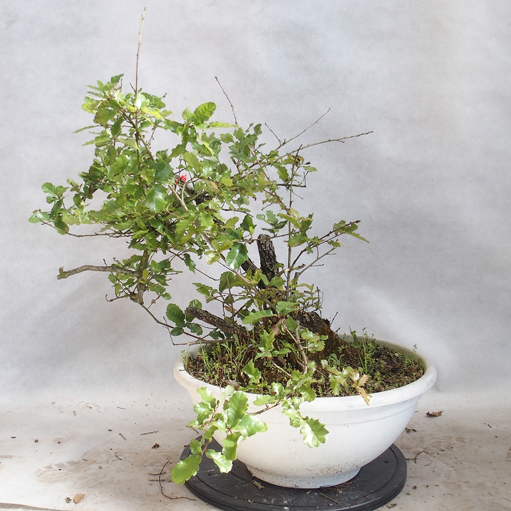 Kültéri bonsai Quercus Cerris - Tölgy Cer