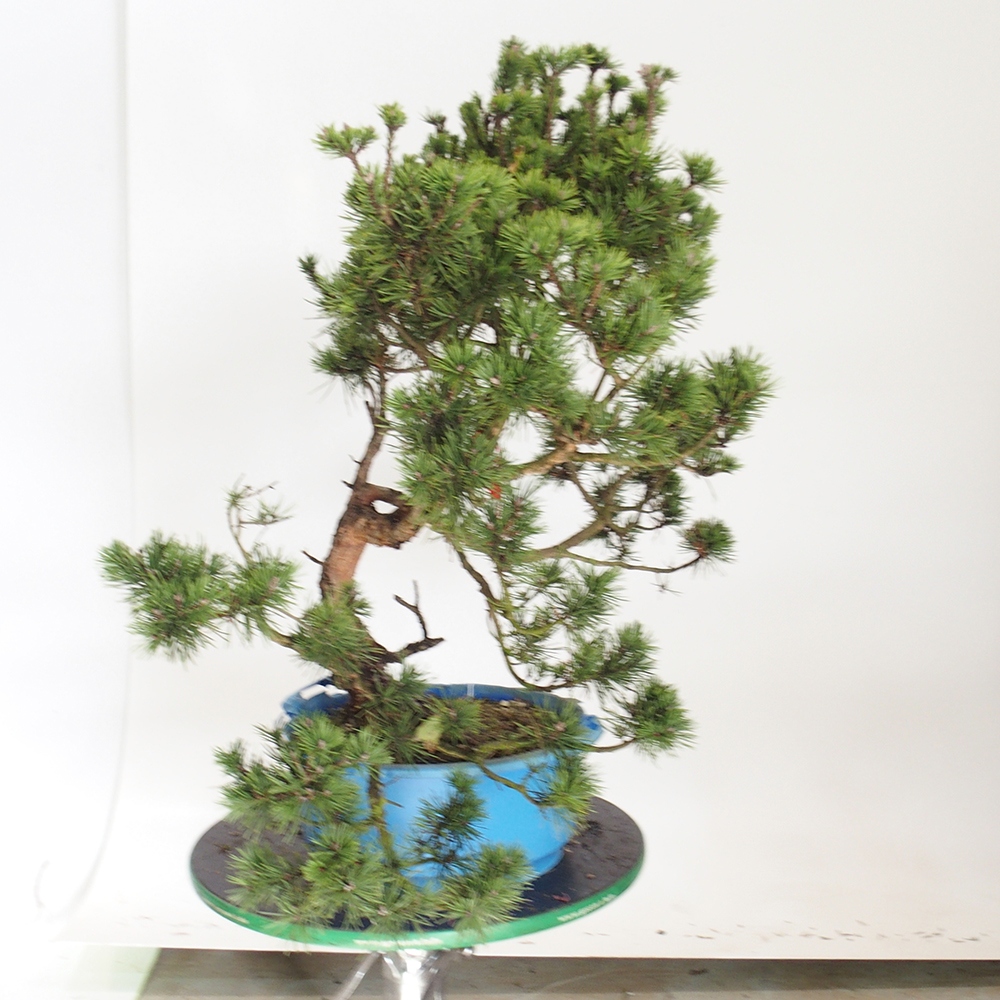 Yamadori - Pinus sylvestris Spanyolország