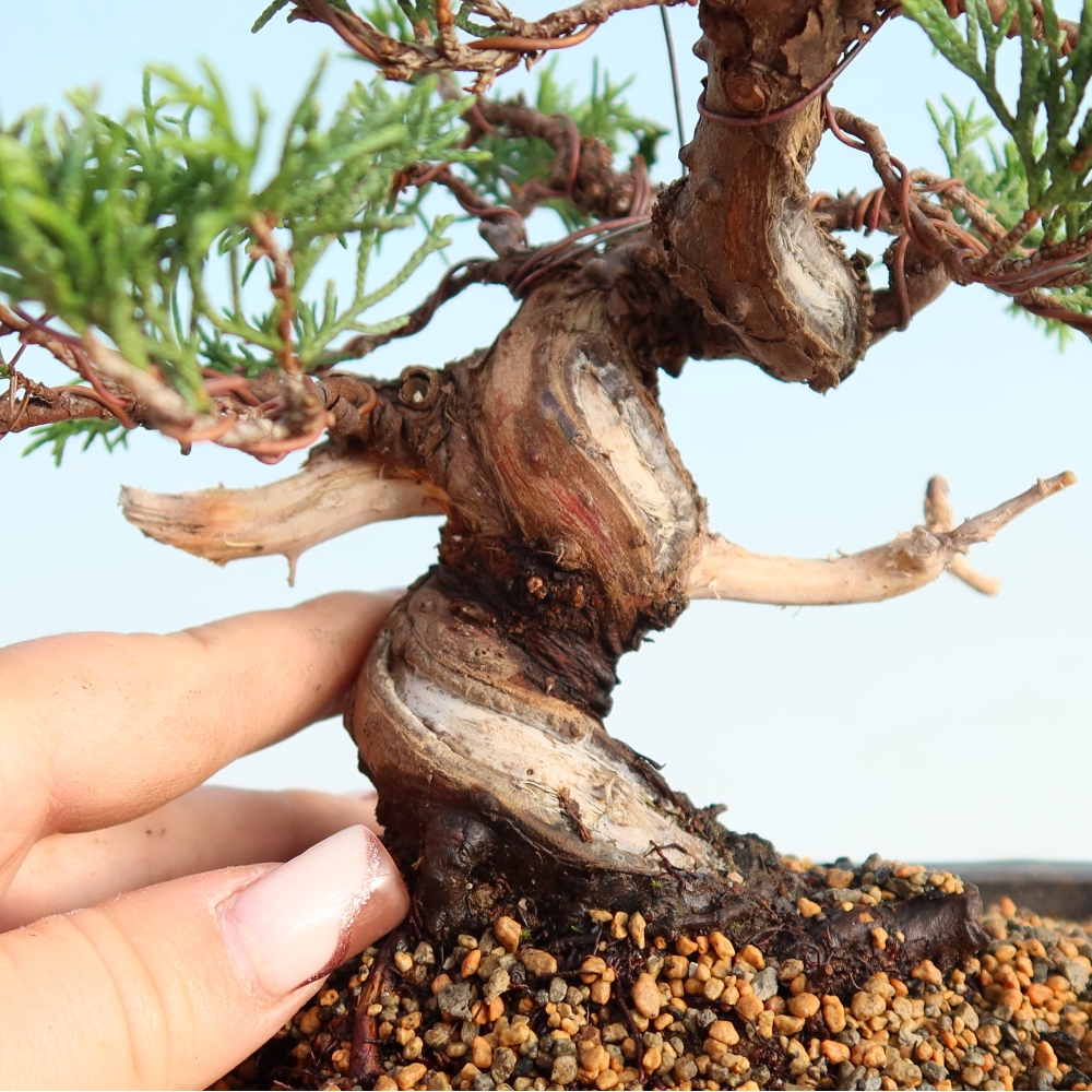 Kültéri bonsai - Juniperus chinensis Itoigawa