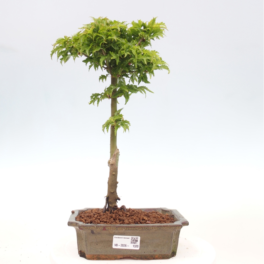 Kültéri bonsai -Javor pálma Acer palmatum Shishigashira