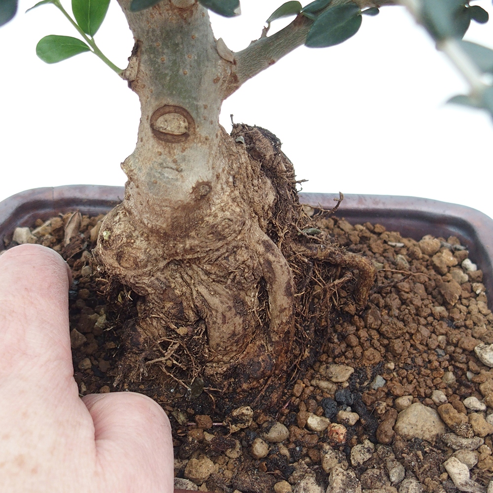 Beltéri bonsai - Olea europaea sylvestris