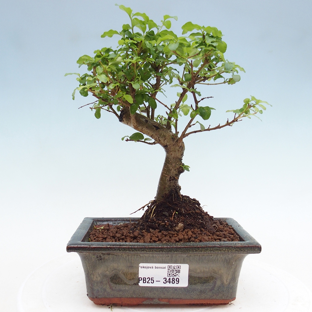 Szobai bonsai -Ligustrum chinensis - Madárcsőr