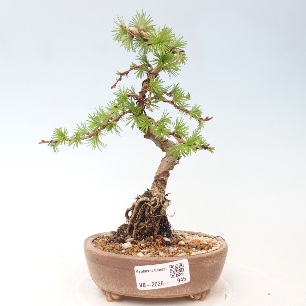 Kültéri bonsai - Larix Kaempferi - Japán vörösfenyő