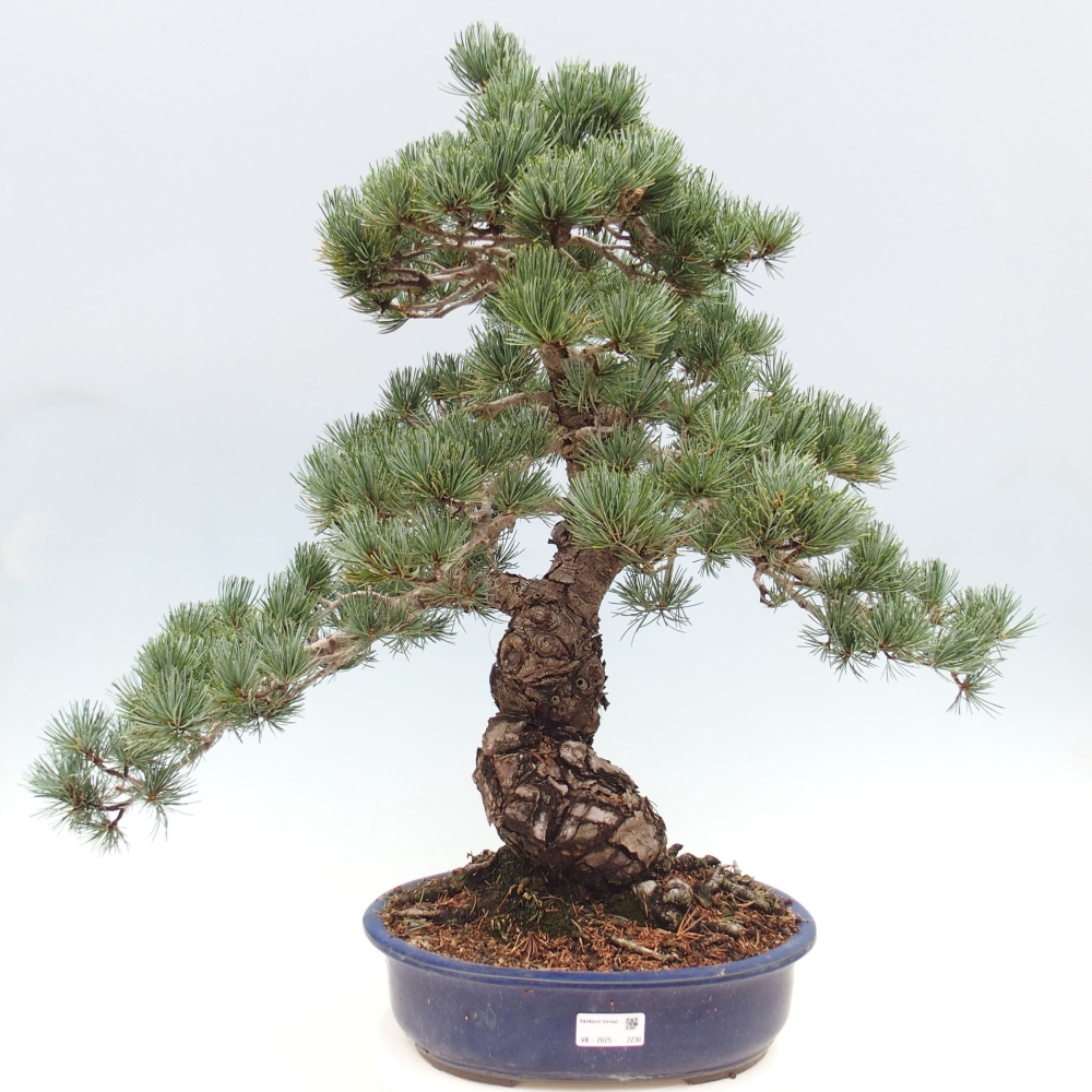 Kültéri bonsai - Pinus parviflora - Pinus parviflora