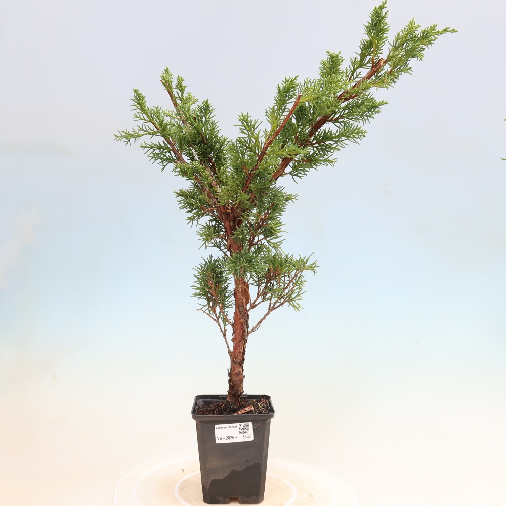 Kültéri bonsai - Juniperus chinensis Kishu