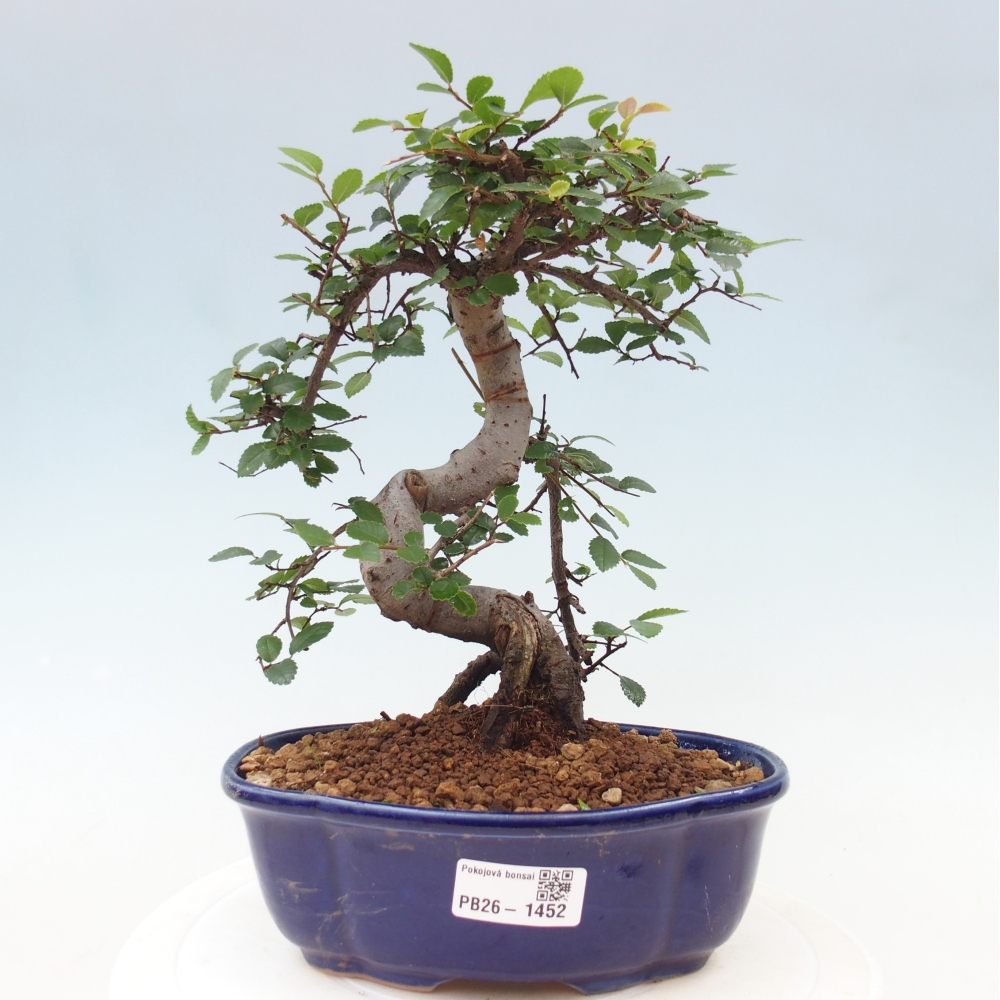 Szobai bonsai - Ulmus parvifolia - Kislevelű szilfa