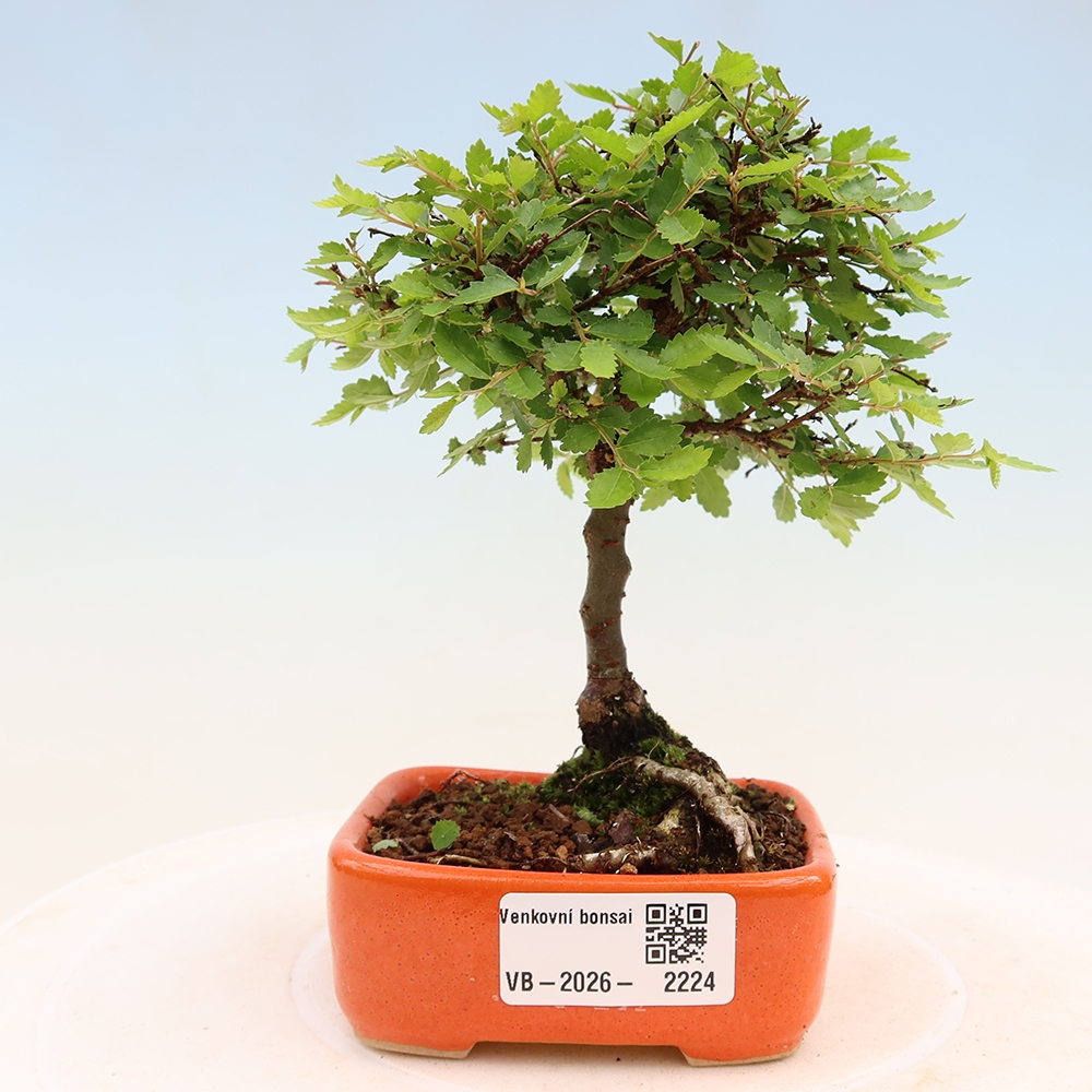 Kültéri bonsai - Ulmus parvifolia Sagei - Kislevelű szilfa