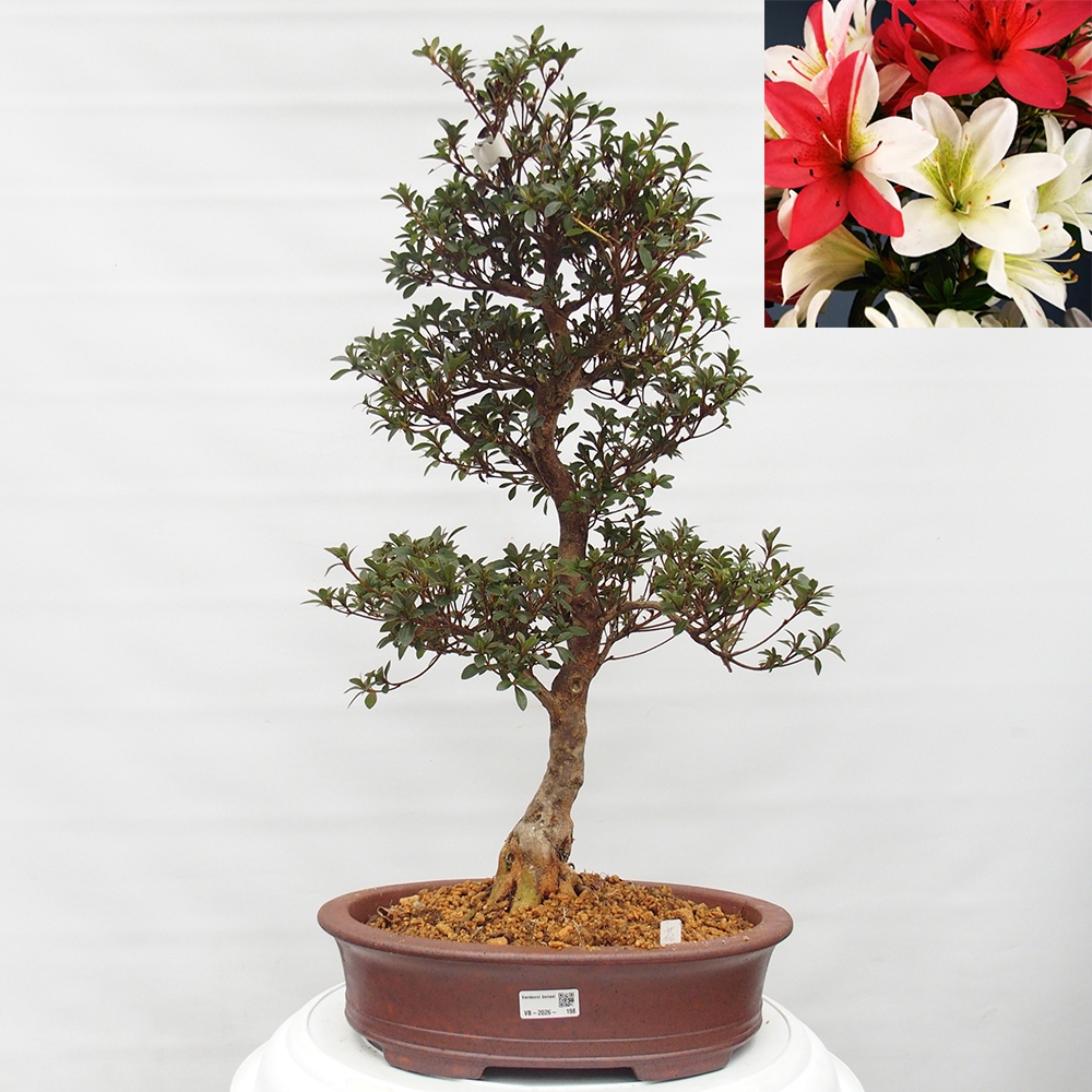 Kültéri bonsai - Japán azálea - Azalea Hanatsuzuri