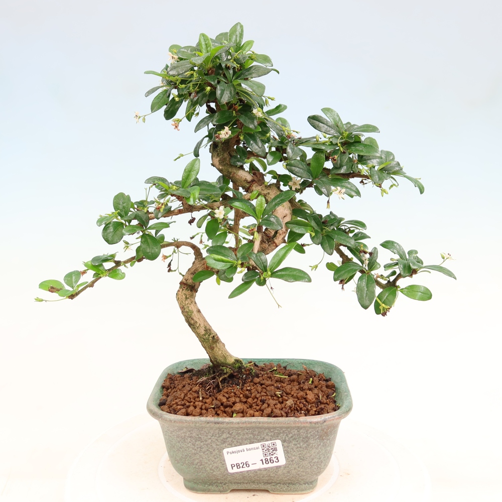 Szobai bonsai - Carmona macrophylla - Tea fuki