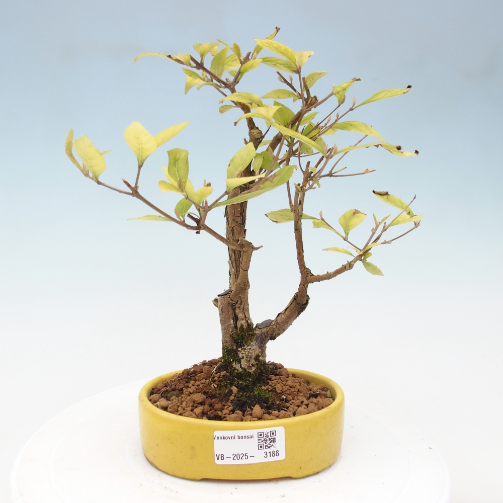 Kültéri bonsai - Callicarpa japonica