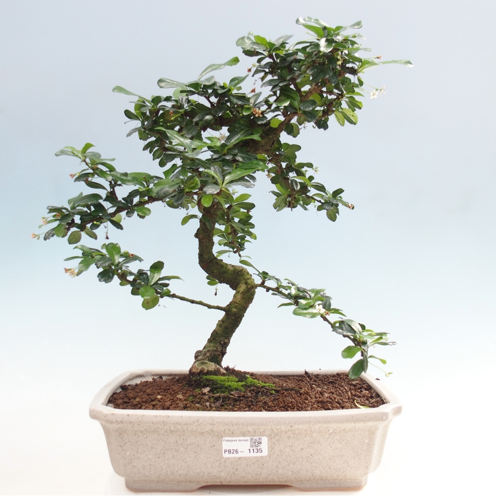 Szobai bonsai - Carmona macrophylla - Tea fuki