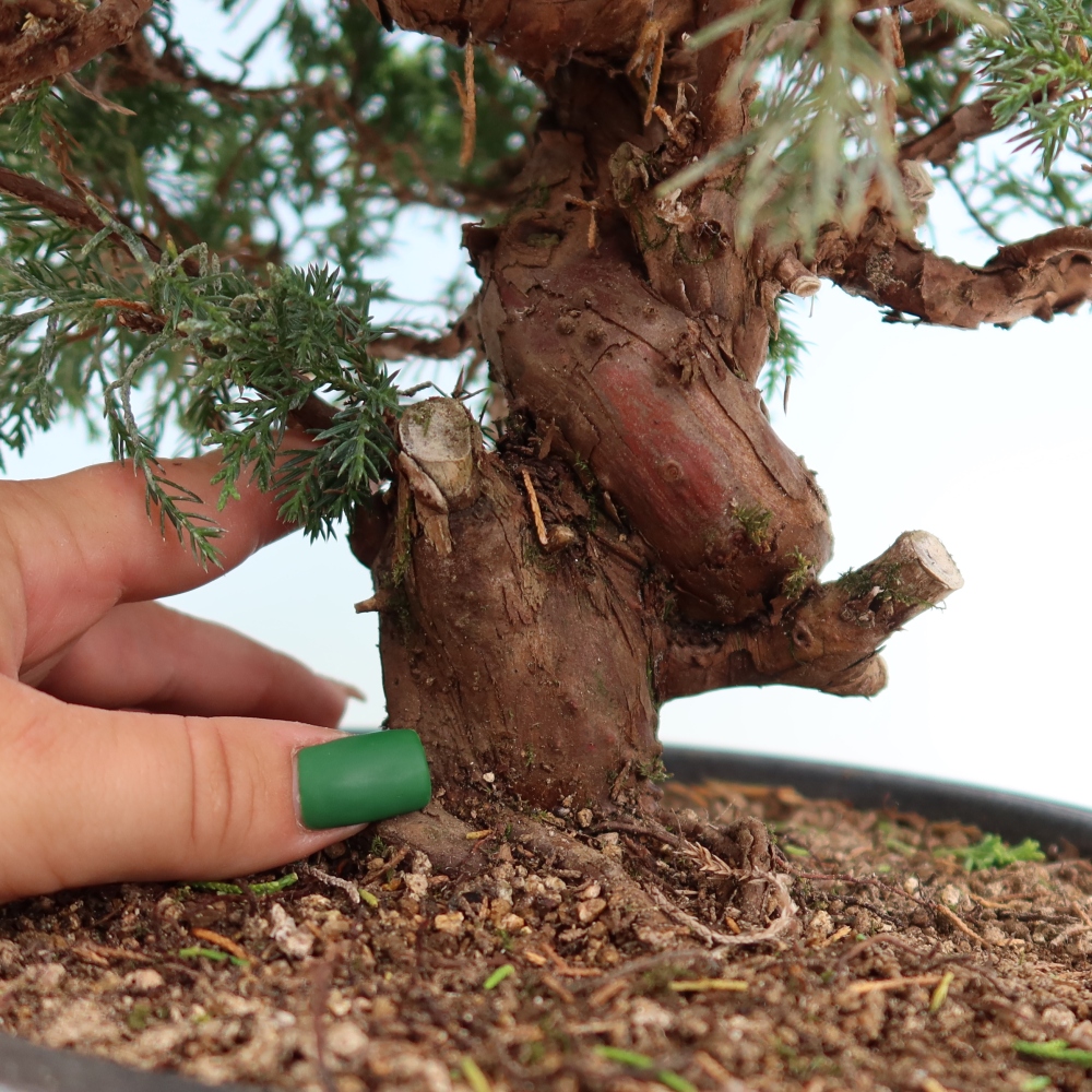 Kültéri bonsai - Juniperus chinensis Itoigawa-Juniperus chinensis