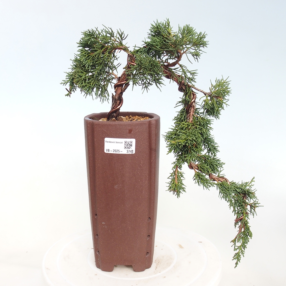 Kültéri bonsai - Juniperus chinensis Kishu