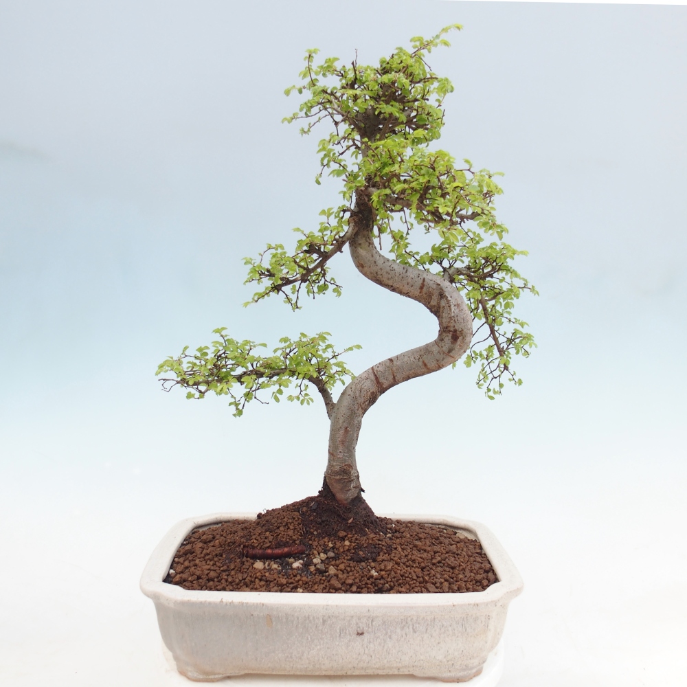 Szobai bonsai - Ulmus parvifolia - Kislevelű szilfa