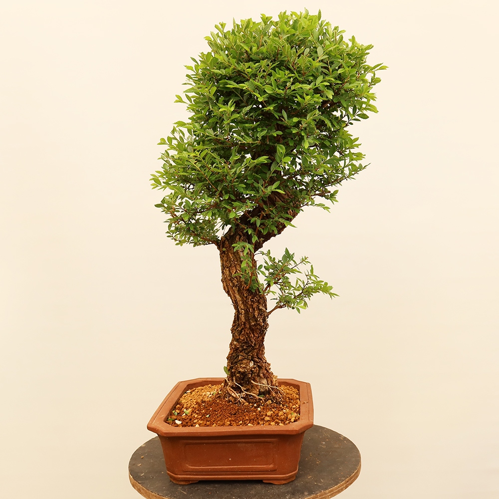 Kültéri bonsai - Zelkova - Zelkova NIRE