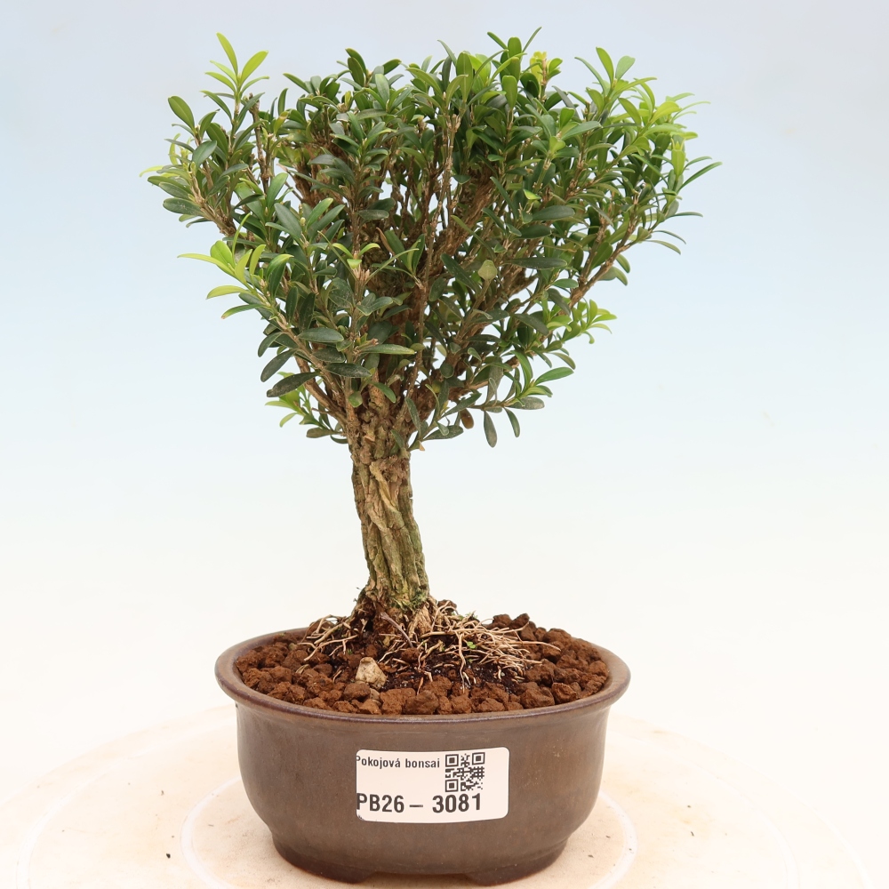 Szobai bonsai - Buxus harlandii - parafa buxus