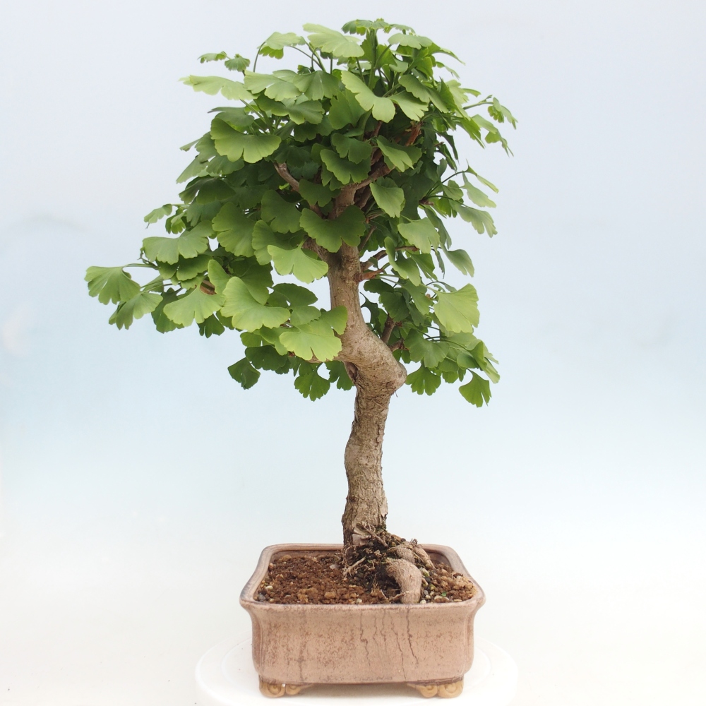 Kültéri bonsai - Ginkgo biloba - Ginkgo biloba
