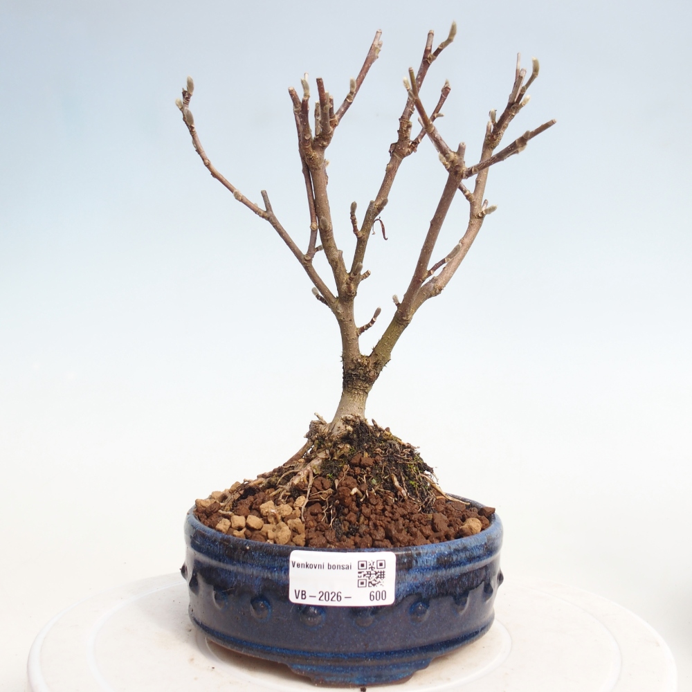 Kültéri bonsai - Magnolia stellata