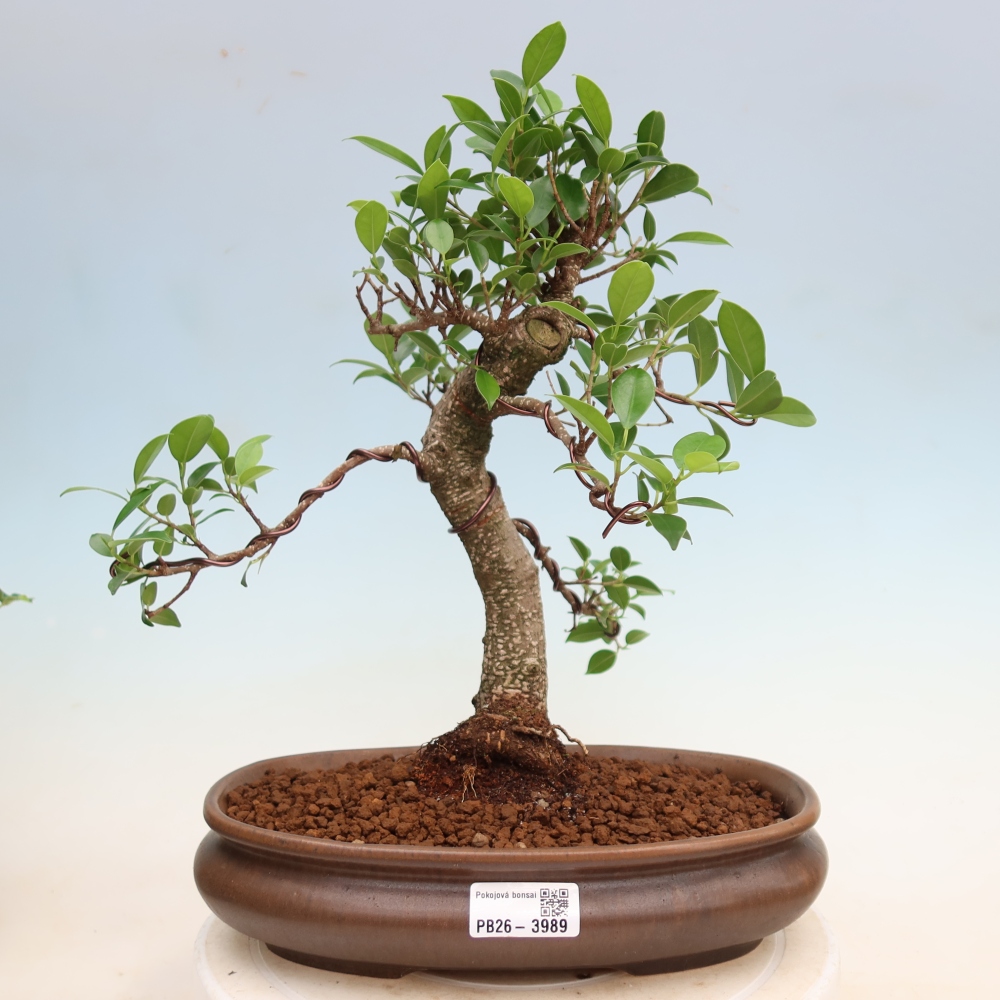 Szobai bonsai - Ficus kimmen - kislevelű fikusz