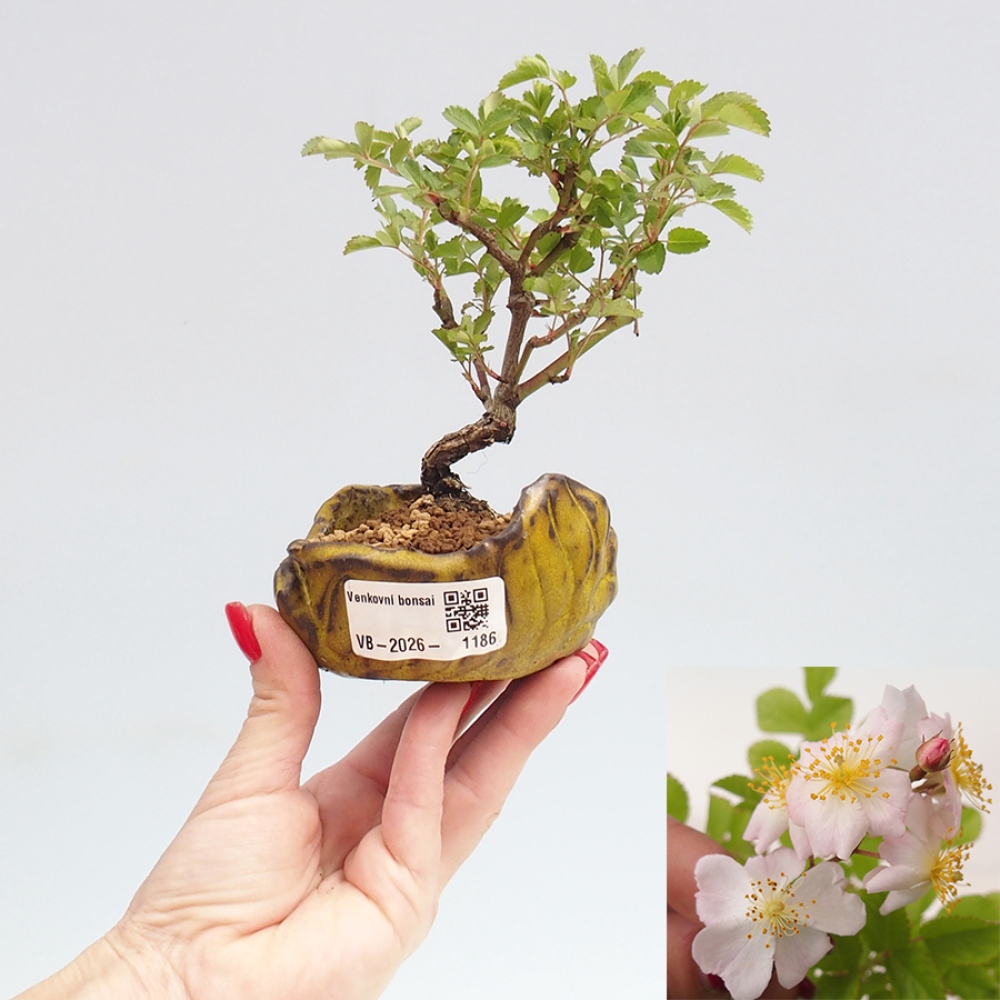 Kültéri bonsai - Rosa sp. - kisvirágú rózsa