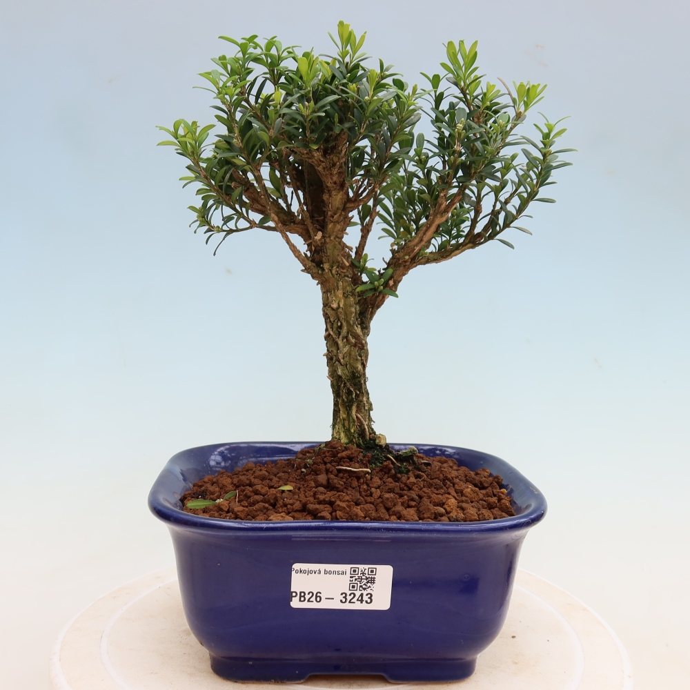 Szobai bonsai - Buxus harlandii - parafa buxus