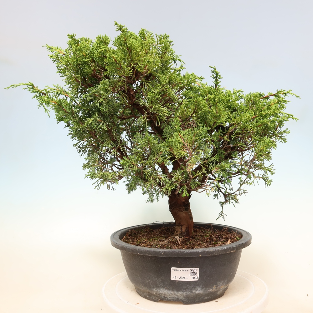 Kültéri bonsai - Juniperus chinensis Itoigawa-Juniperus chinensis